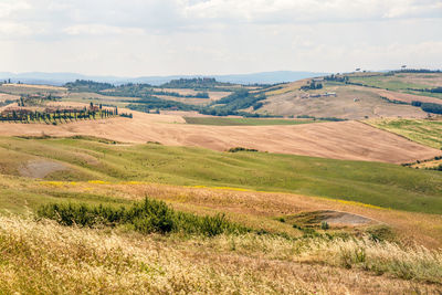 Panorama of view green and yellow fields of asciano area at harvest time, siena province, tuscany.