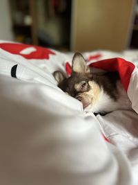 Close-up of cat lying on bed