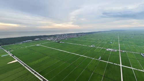 Padi field view from high angle