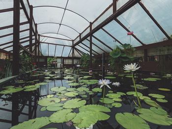 Lotus water lily in lake