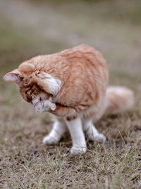 Cat walking in a field