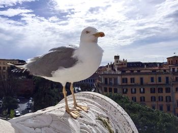 Bird perching on wall against sky