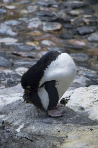 Close-up of bird on rock