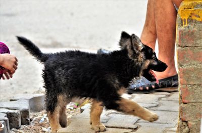 Dog standing outdoors