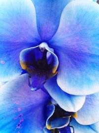 Close-up of blue day lily blooming outdoors