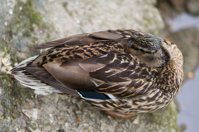 Close-up of a bird