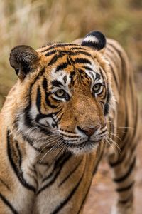 Close-up portrait of a tiger