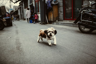 Dog on floor