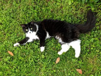 High angle view of cat on field