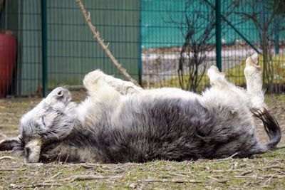 Sheep in a zoo