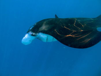Close-up of fish swimming in sea