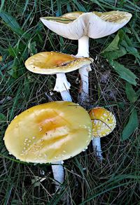 High angle view of mushroom growing on field