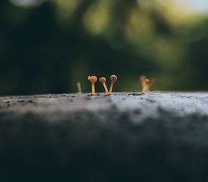 Super tiny mushroom shot on a phone and a macro lens