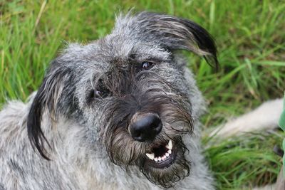 Close-up portrait of dog