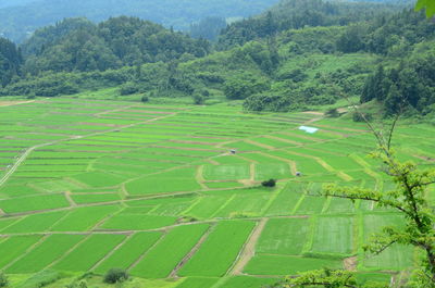 High angle view of agricultural field