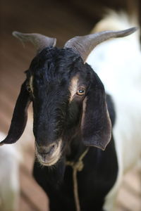 animal