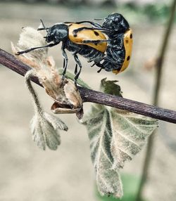 Close-up of insect on leaf