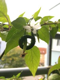 Close-up of white flowers on branch