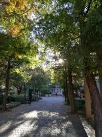 Trees in park