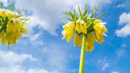 Low angle view of yellow flowering plant against sky