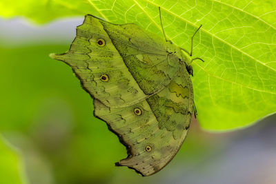 Close-up of butterfly on leaf