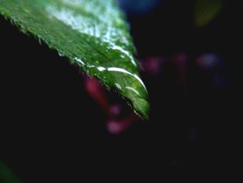 Close-up of dew drops on leaf