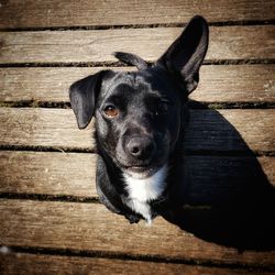 Portrait of dog on wooden floor