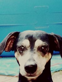 Close-up portrait of dog