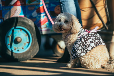 Portrait of dog sitting outdoors