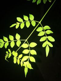 Close-up of leaves