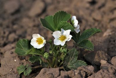Close-up of white flowering plant