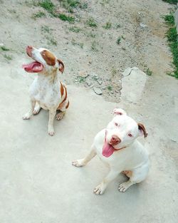 High angle view of dog sticking out tongue