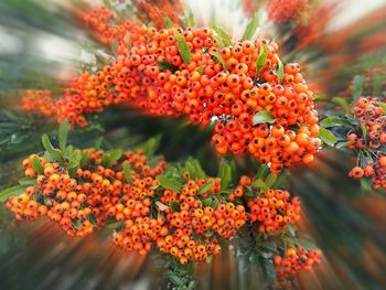 Close-up of red flowers blooming in park