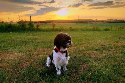 Dog on field during sunset