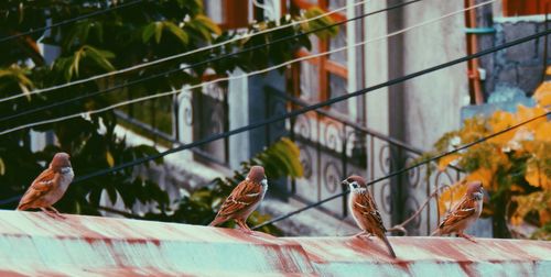 Sparrows perching on railing against building