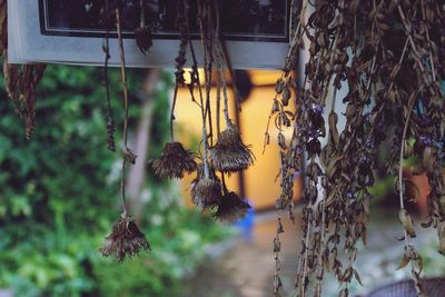 Close-up of dried flowers