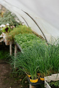 Close-up of plants growing on field