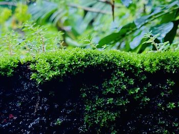 Close-up of moss growing on tree