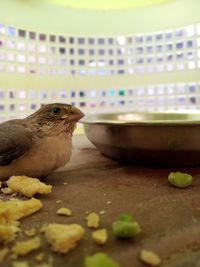 Close-up of bird eating food