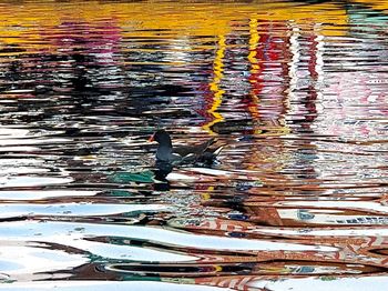 High angle view of birds swimming in water