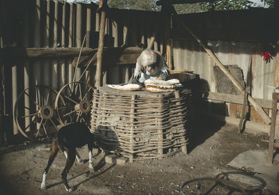 Full length of man sitting in basket