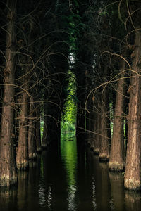 Scenic view of river in forest at night