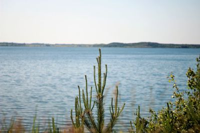 Plants growing on lake against clear sky