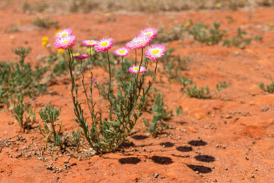 Close-up of pink flowering plants on land