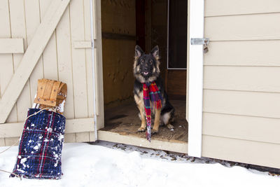 Portrait of dog with closed door