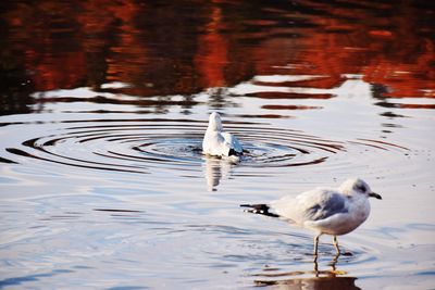 Ducks swimming in lake