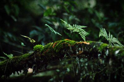 Close-up of moss growing on branch