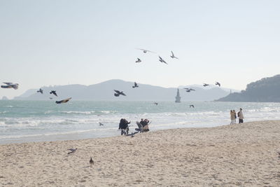 Birds flying over beach