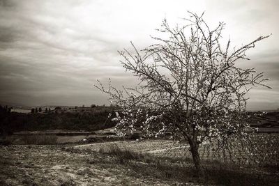 Bare trees on field against cloudy sky