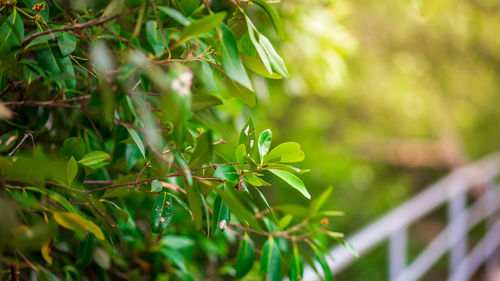 Close-up of fresh green plant